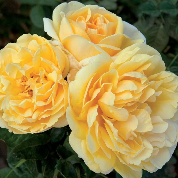 MICHELANGELO® Meitelov MICHELANGELO® Meitelov